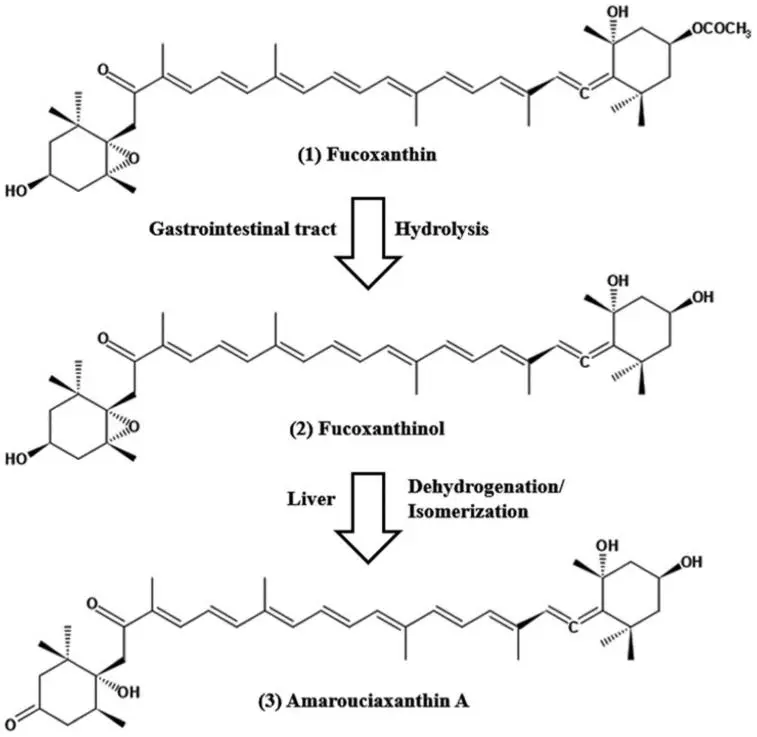 Fucoxanthin vs. Fucoidan.jpg